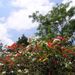 2005_indonesiatrip_295_2